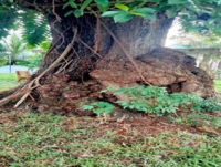 Img-NARRA TREE-1.png
