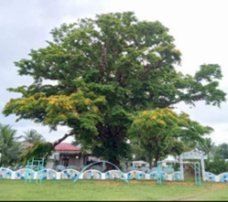 Img-NARRA TREE-2.png