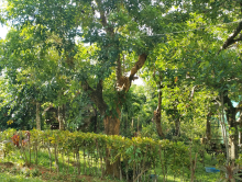 Img-malay-malayecologicalpark5.png